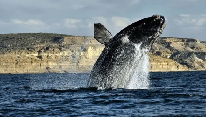 Puerto Madryn